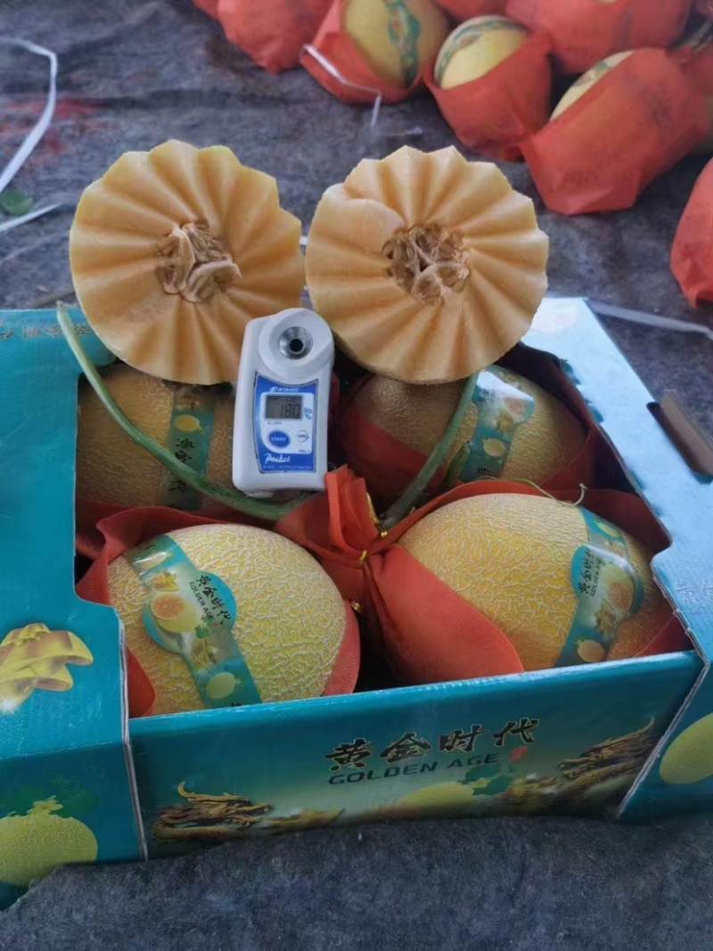 哈密瓜威龙25