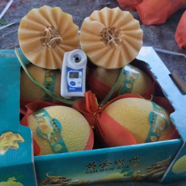 哈密瓜威龙25
