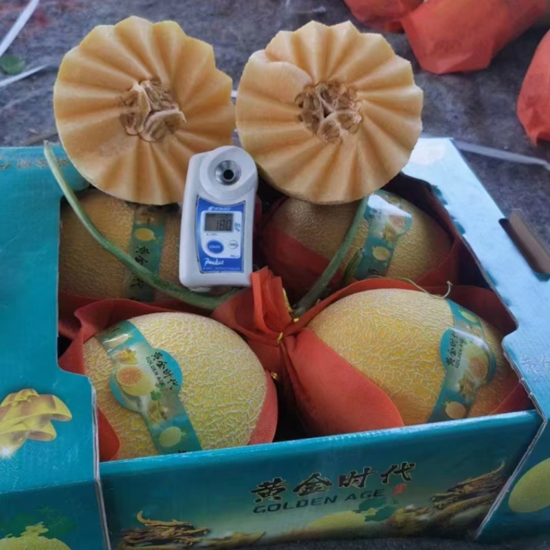 哈密瓜威龙25