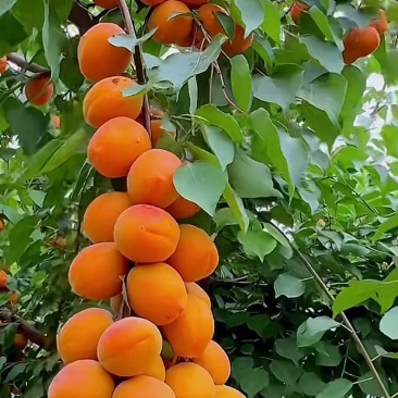杏干大全，酸甜杏干，甜杏干，酸杏干均有大量货源，价格优惠