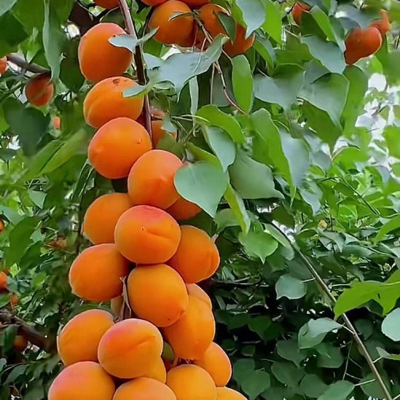 杏干大全，酸甜杏干，甜杏干，酸杏干均有大量货源，价格优惠