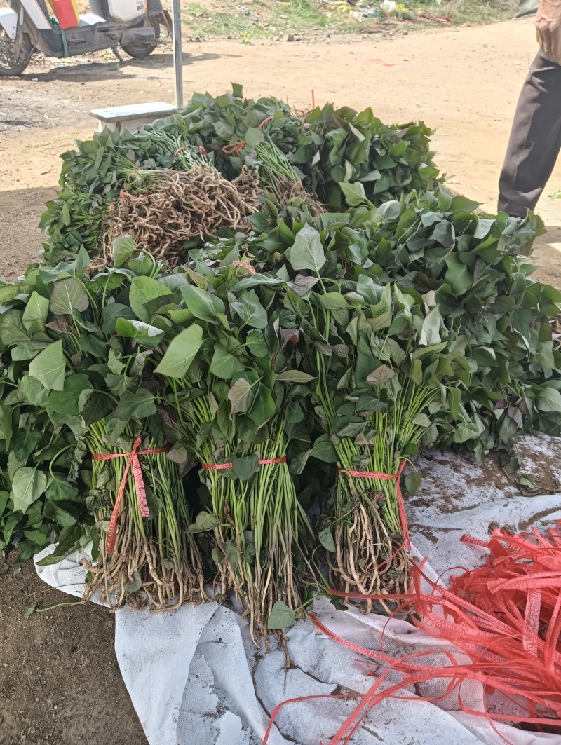 红薯苗育苗基地红薯苗批发红薯苗产地直销