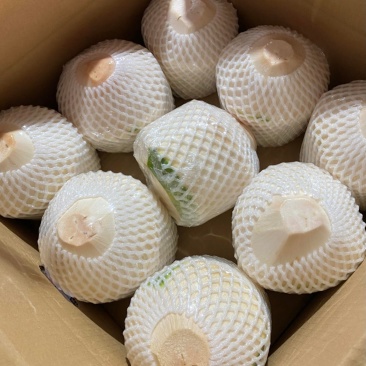 海南椰青，接一件代发、批发！椰子鸡、清补凉！