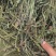 车前草今年新货吸尘货花茶专用欢迎选购常年有货源