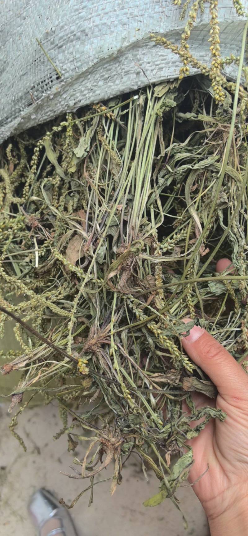 车前草今年新货吸尘货花茶专用欢迎选购常年有货源