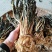 湖南无盐干白菜