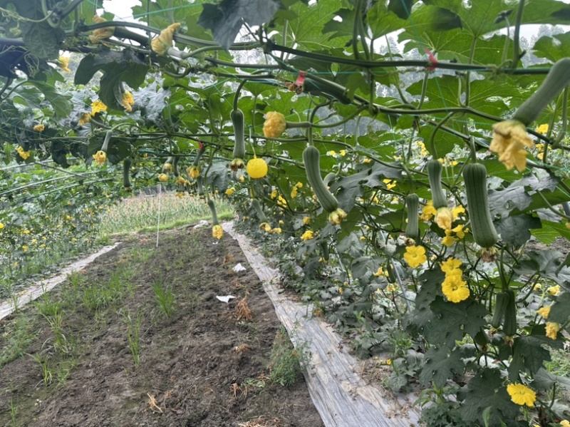 自家精品短棒香丝瓜，需要的联系