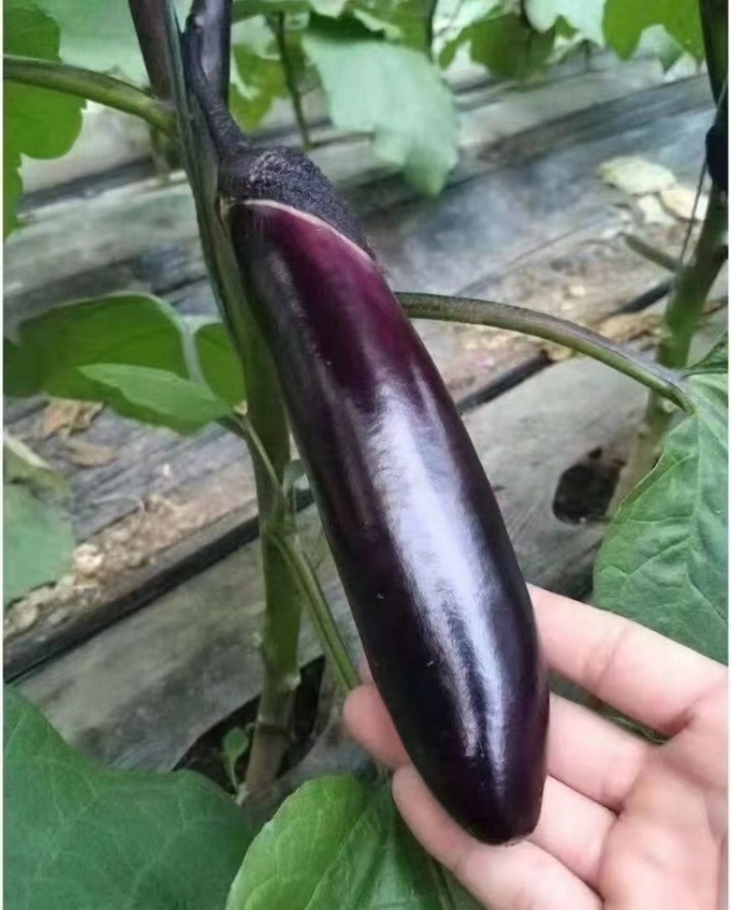 干茄子条