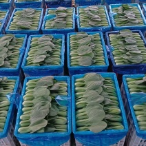 精品油菜