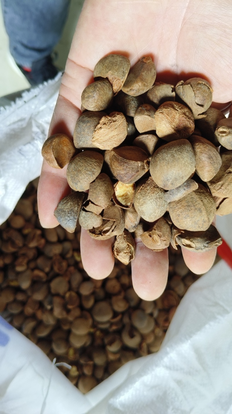 皖南山区高山山茶籽油茶籽出油率高保质保量对接全国