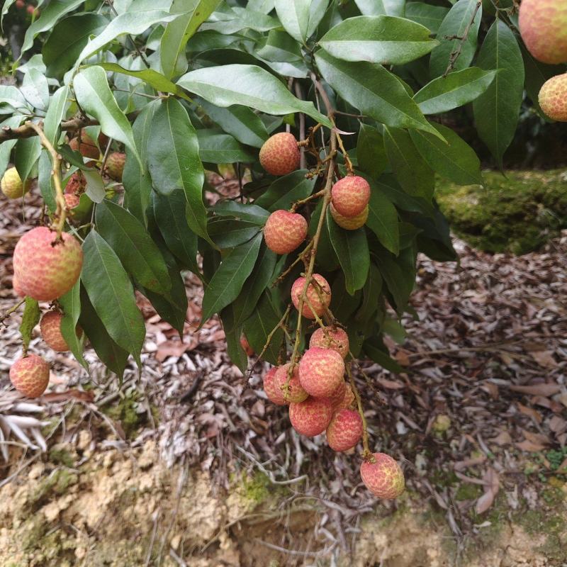 广西灵山黑叶荔枝荔枝