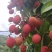 广西灵山黑叶荔枝荔枝