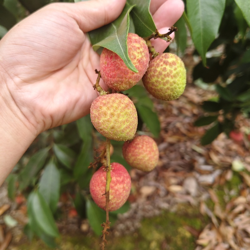 广西灵山黑叶荔枝荔枝