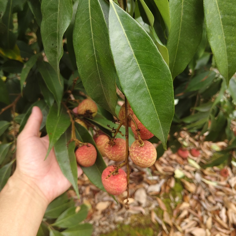 广西灵山黑叶荔枝荔枝