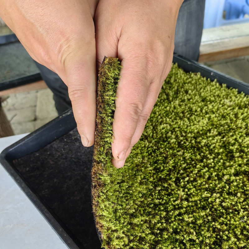 各种景观苔藓销售，自己基地驯化