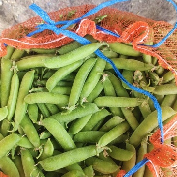 豌豆中豌9