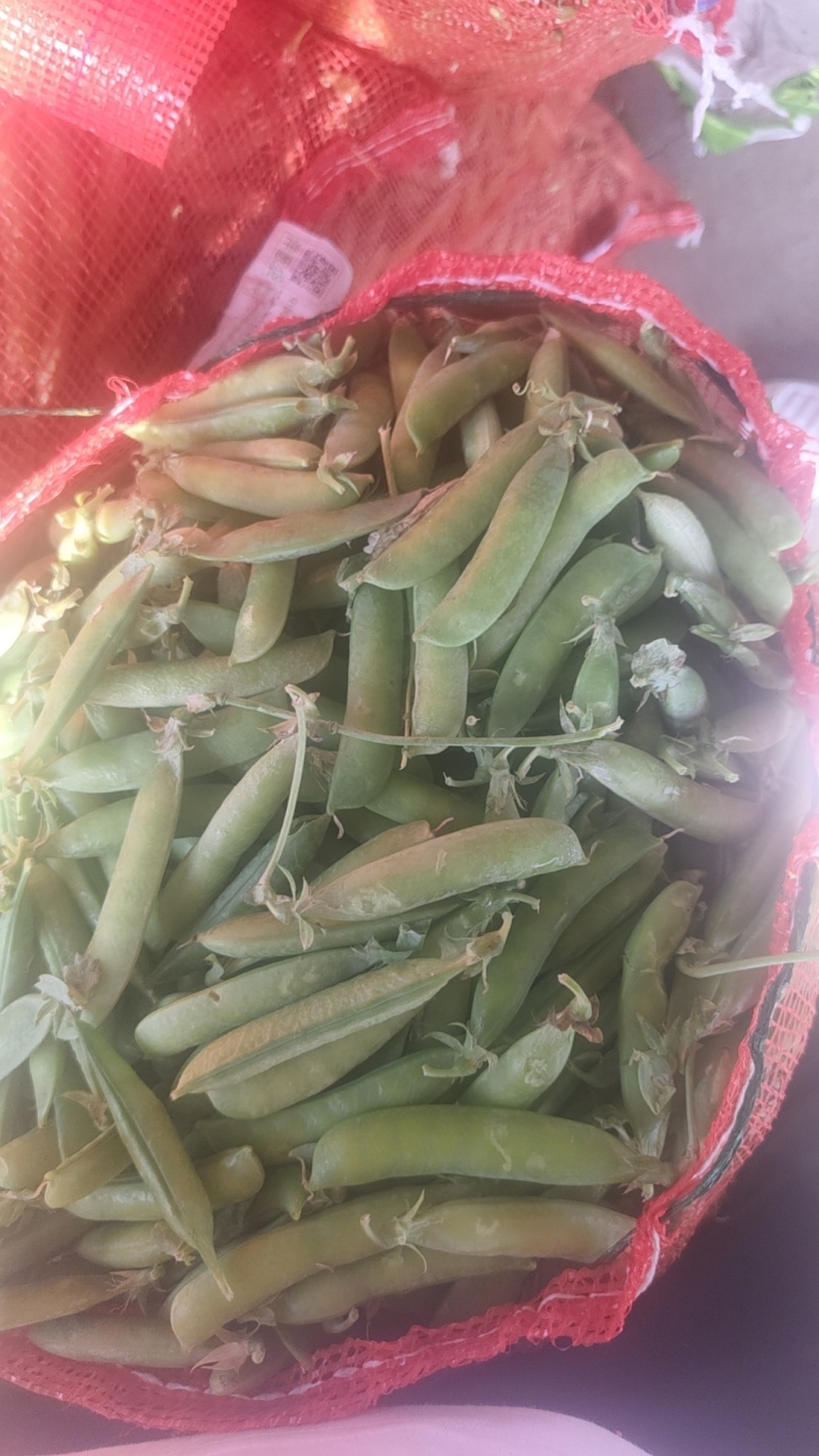 豌豆中豌9