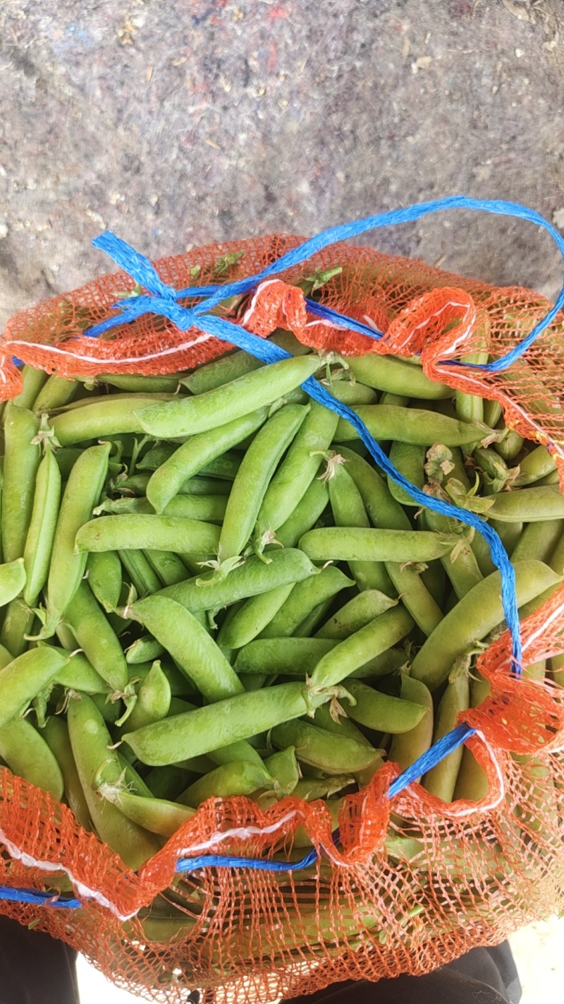 豌豆中豌9