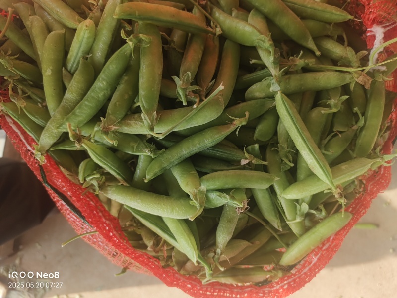 豌豆中豌9