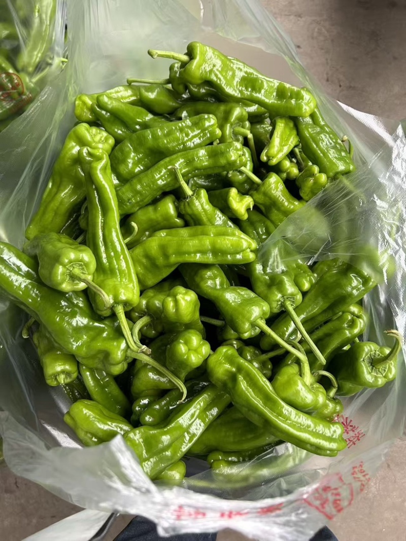 地产薄片青椒对接商超/市场/电商平台/质量保证/量大价优