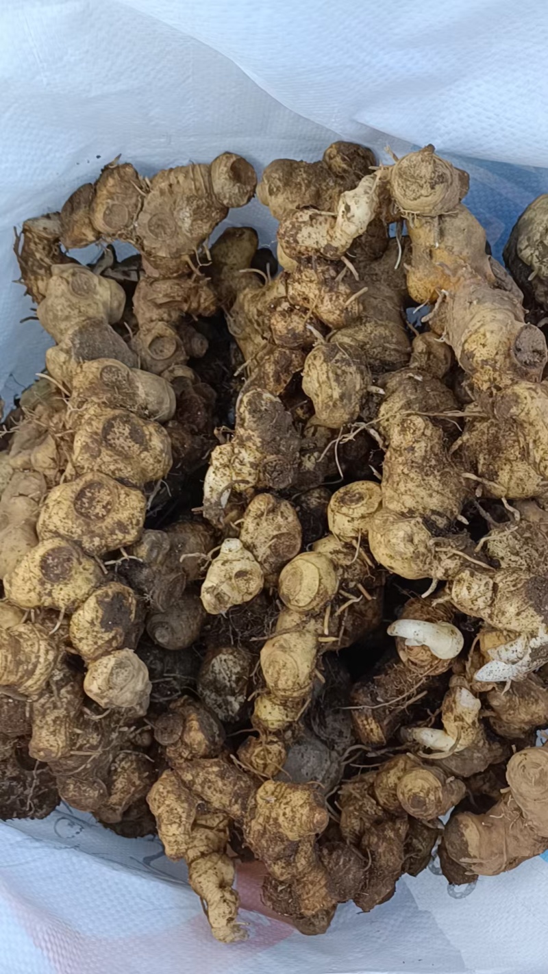 姜型野生黄精常年可供应量大从优质量保证欢迎咨询选购