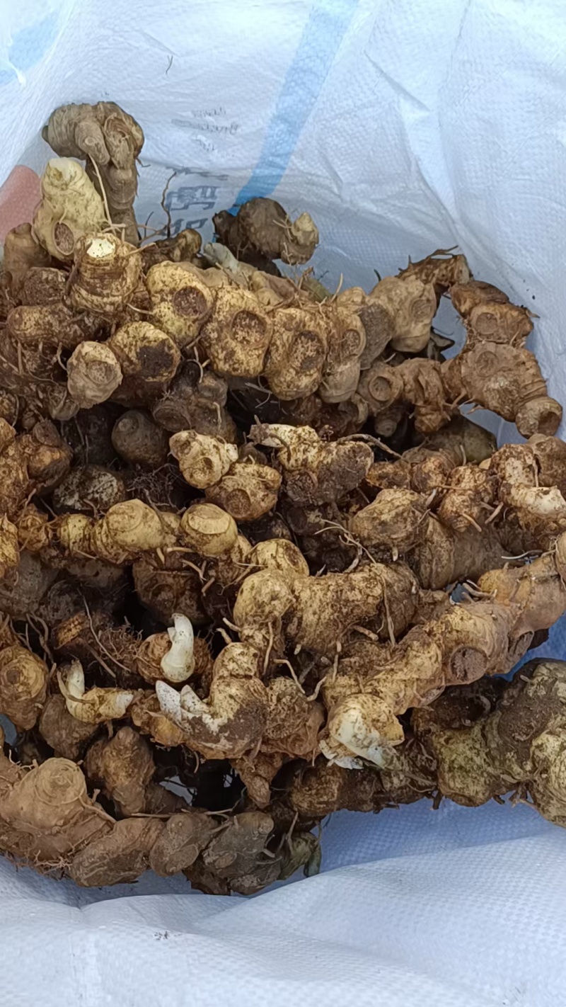 姜型野生黄精常年可供应量大从优质量保证欢迎咨询选购