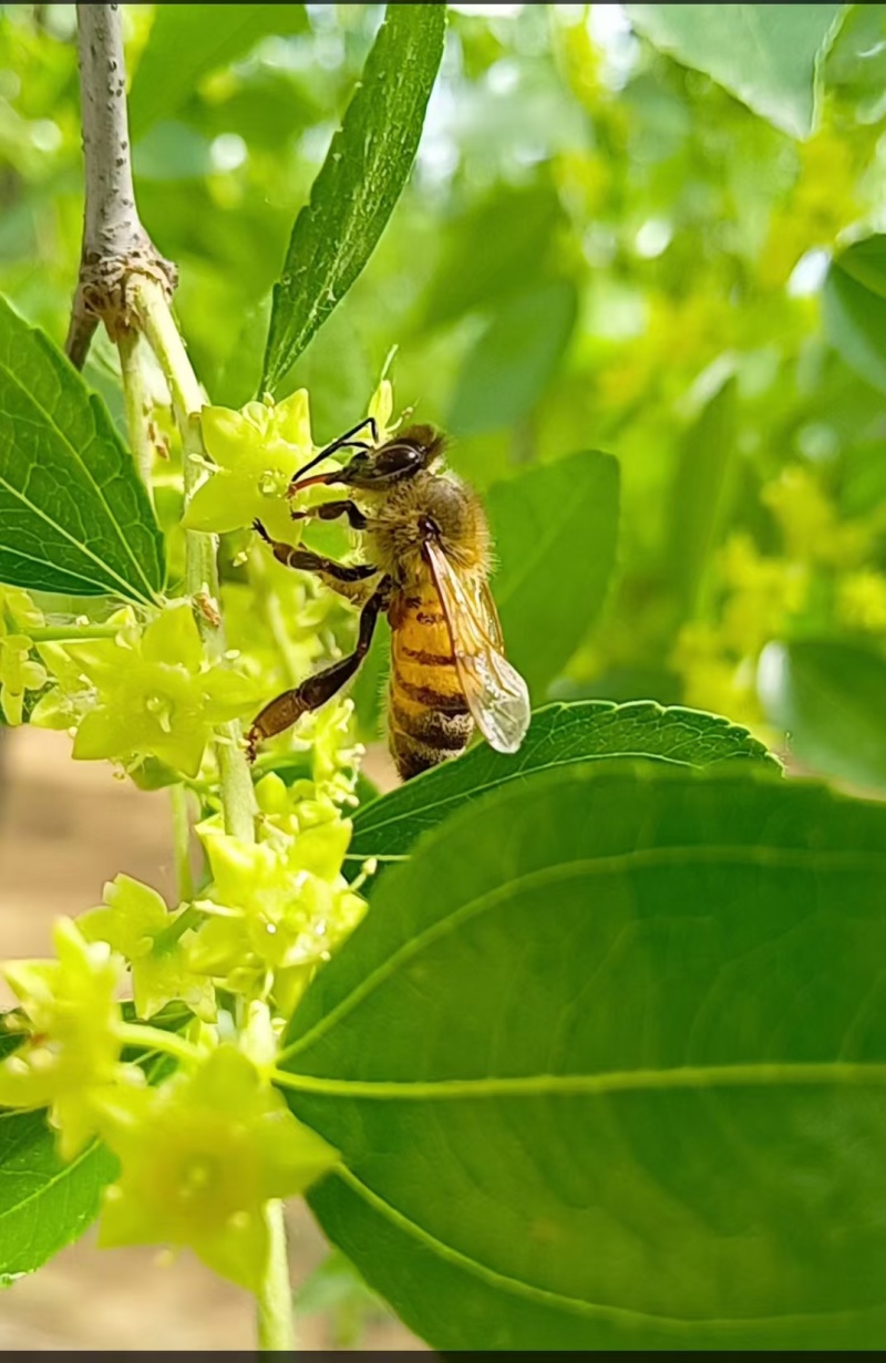 枣花蜜浓度40大量上市产地直发欢迎各位老板