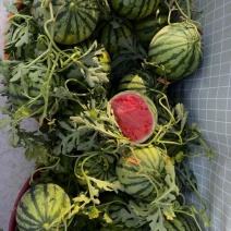 【现货现发】陕西美都西瓜皮薄多汁产地一手货源稳定供应市场