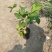 无花果苗无花果杯苗，波姬红无花果，布兰瑞克巴劳奈，