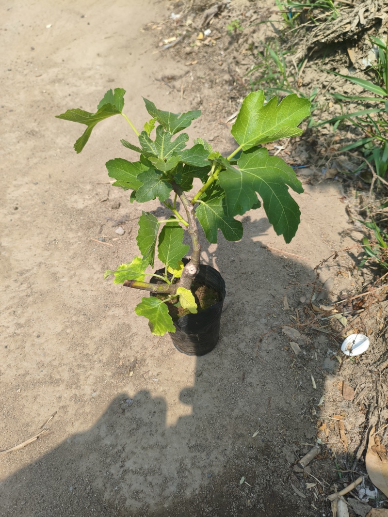无花果苗无花果杯苗，波姬红无花果，布兰瑞克巴劳奈，