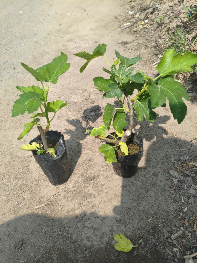 无花果苗无花果杯苗，波姬红无花果，布兰瑞克巴劳奈，