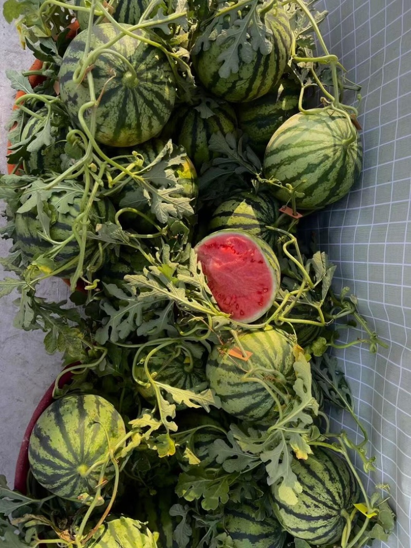 【现货现发】陕西美都西瓜皮薄多汁产地一手货源稳定供应市场