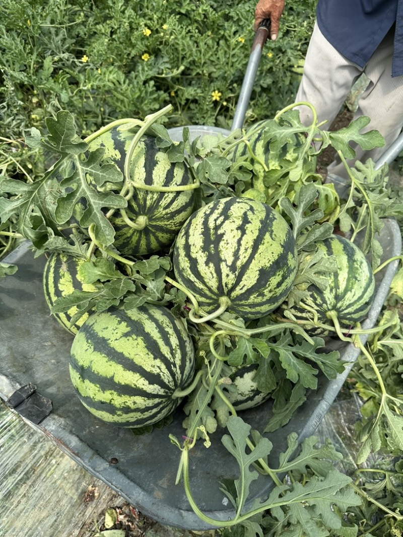 【现货现发】陕西美都西瓜皮薄多汁产地一手货源稳定供应市场