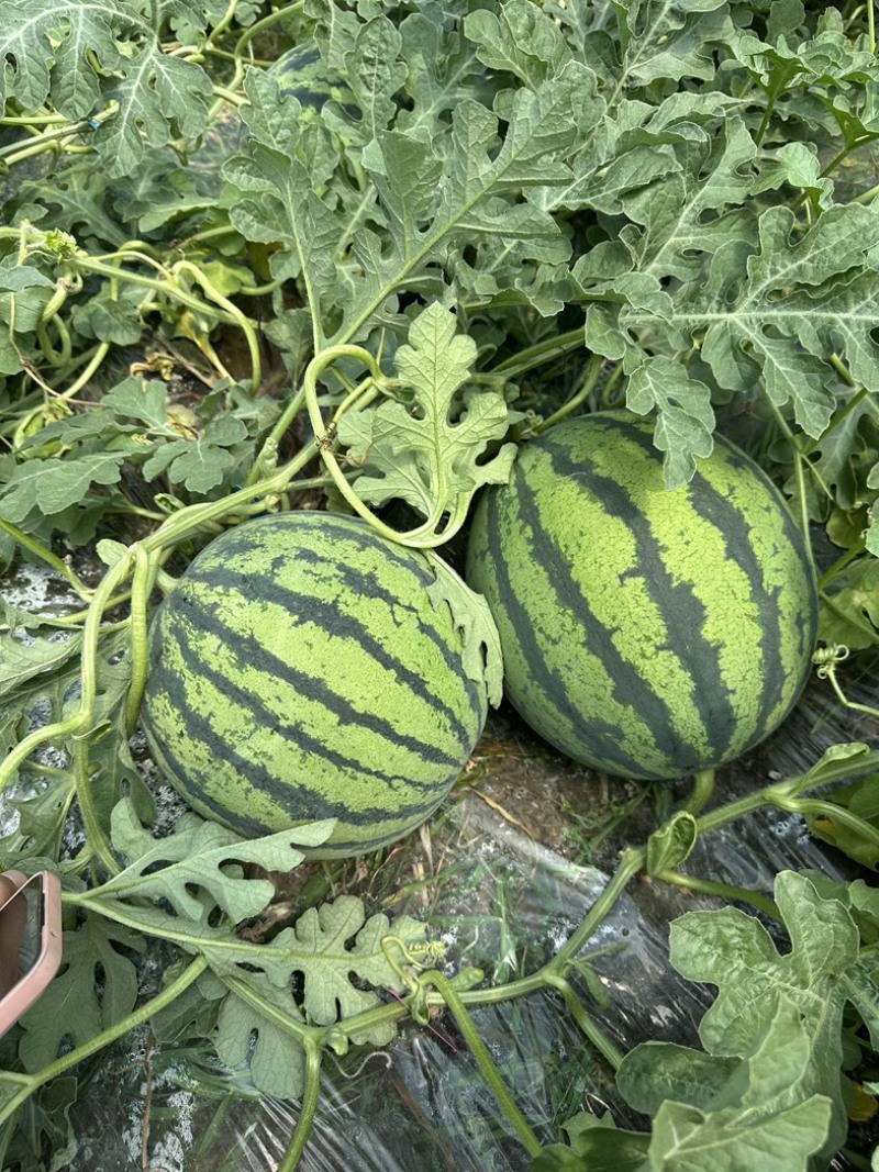 【现货现发】陕西美都西瓜皮薄多汁产地一手货源稳定供应市场