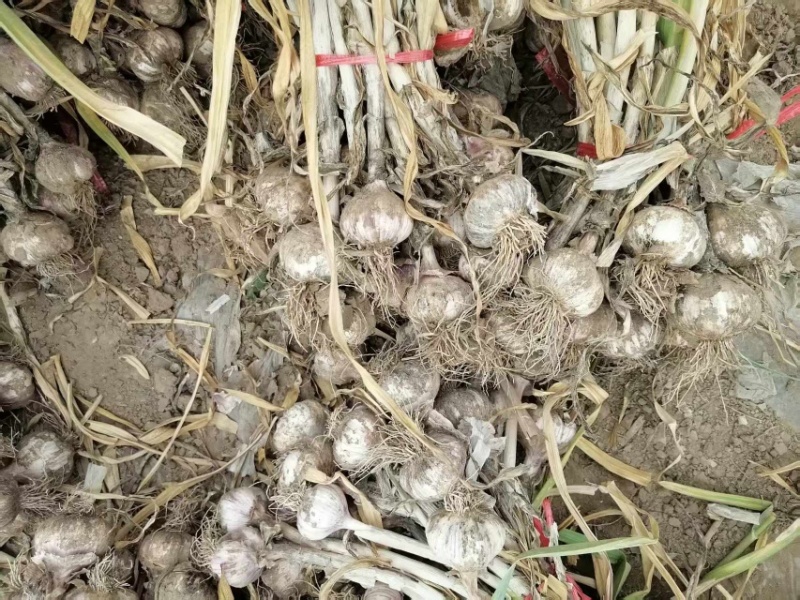 大蒜大头蒜河北蒜头量大产地直供一手货源。