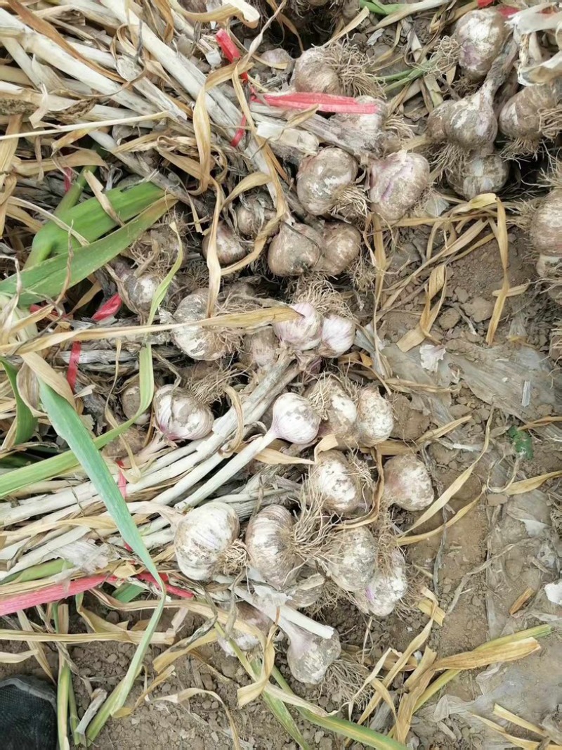 大蒜大头蒜河北蒜头量大产地直供一手货源。