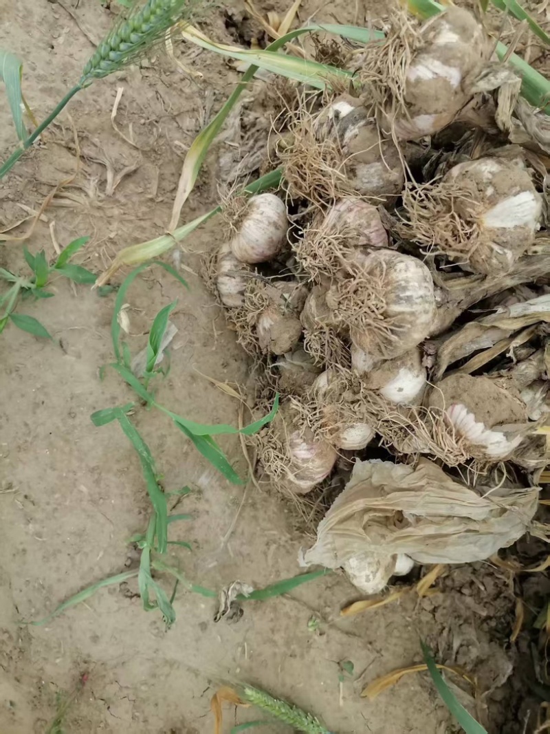 大蒜大头蒜河北蒜头量大产地直供一手货源。