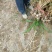 大蒜大头蒜河北蒜头量大产地直供一手货源。