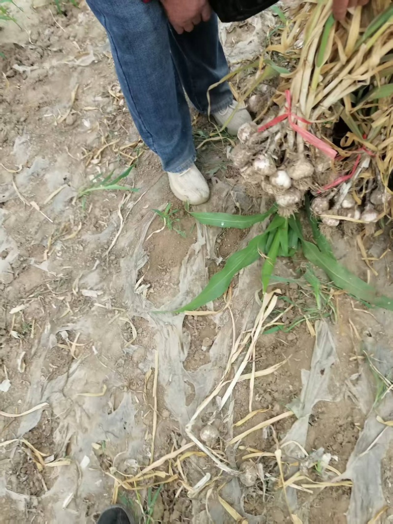 大蒜大头蒜河北蒜头量大产地直供一手货源。