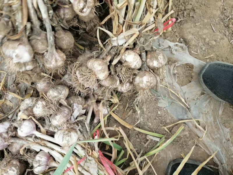 大蒜大头蒜河北蒜头量大产地直供一手货源。