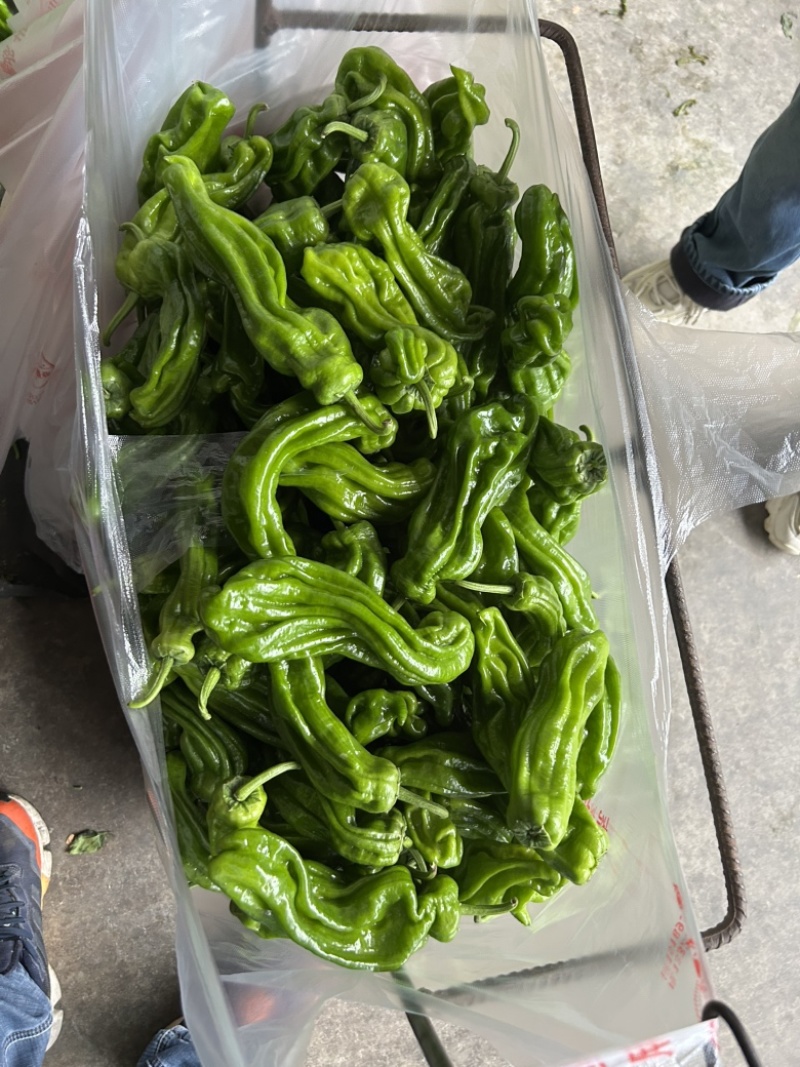 精品薄皮青椒，自家产地现摘。大量有货。价格美丽