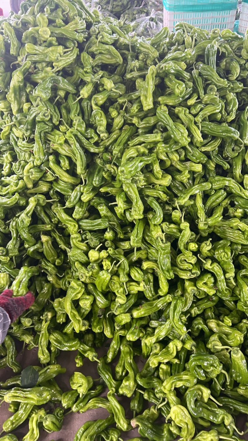 精品薄皮青椒，自家产地现摘。大量有货。价格美丽