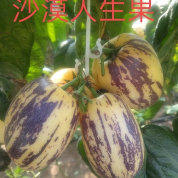 甘肃武威沙漠人参果皮薄肉厚，水分足，量大常年有货