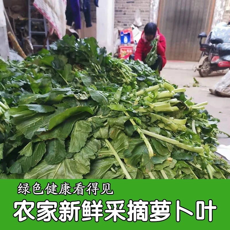 干萝卜叶子
