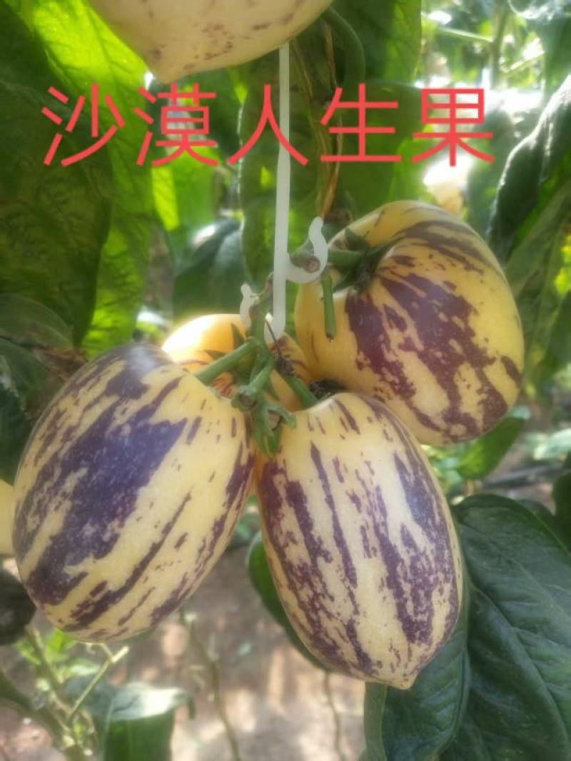 甘肃武威沙漠人参果皮薄肉厚，水分足，量大常年有货