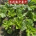干芥菜无盐梅干菜