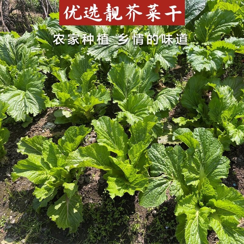 干芥菜无盐梅干菜