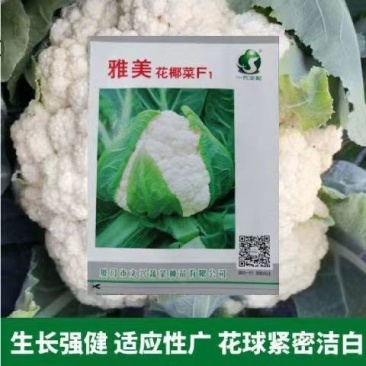 雅美花椰菜种子耐热耐湿强抗病花球紧密洁白