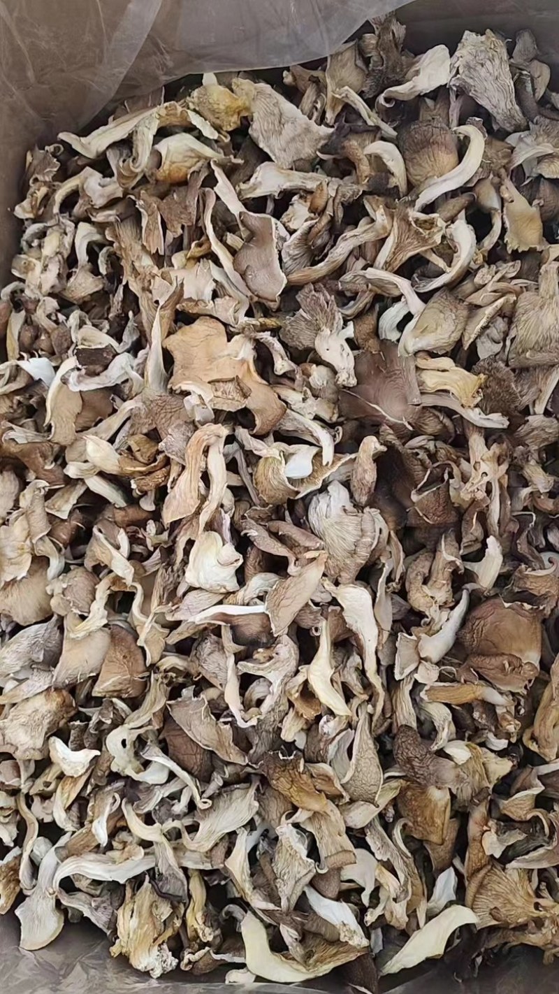 平菇/鲜平菇/基地直供品质优可视频看货基地直供
