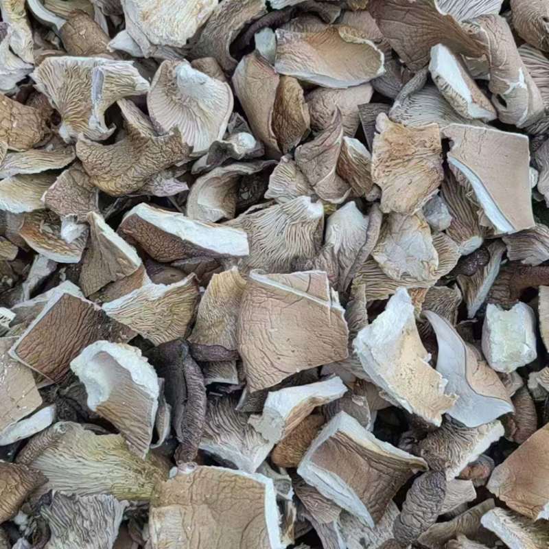 福建干平菇/鲜/大量有货基地直供产地实发可看货